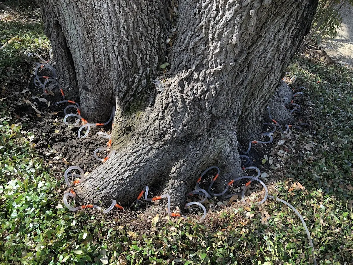 Detailed Tree Cabling and Bracing job site in Vacherie
