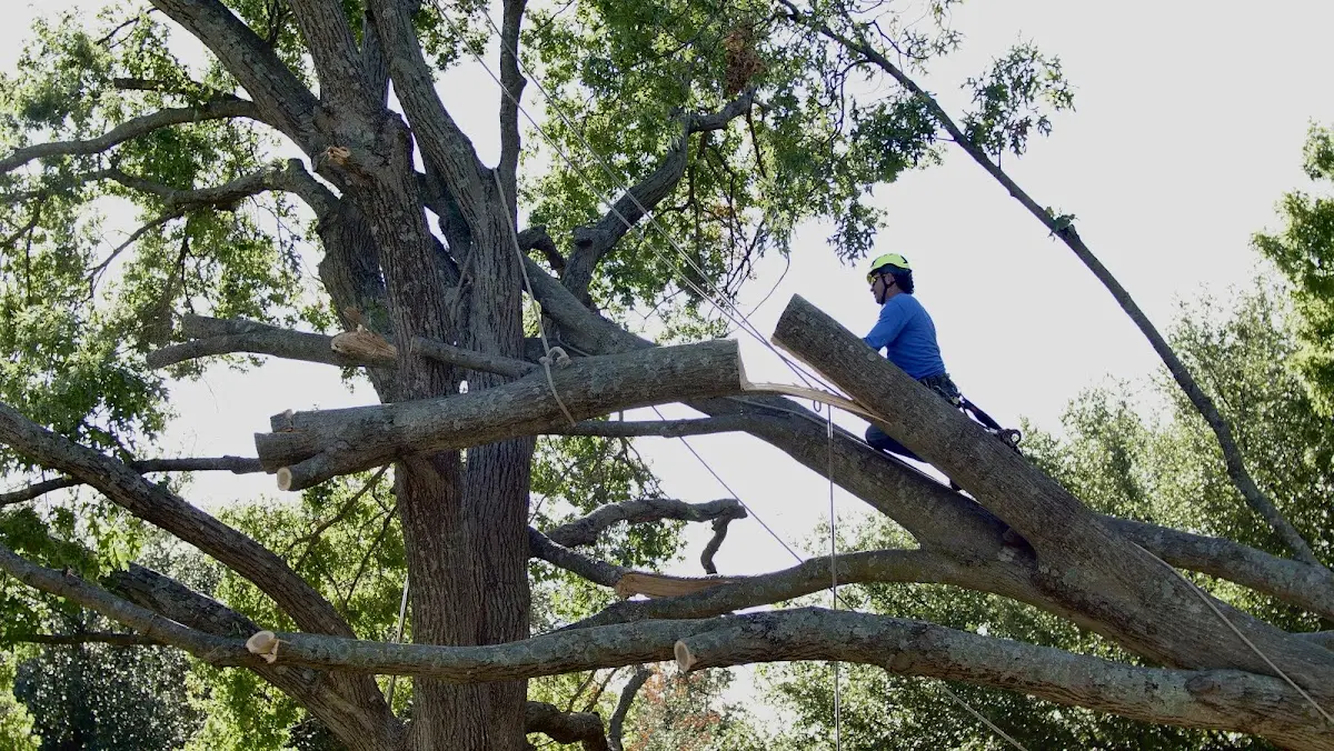 Professional Crown Thinning performed by certified arborists in Vacherie