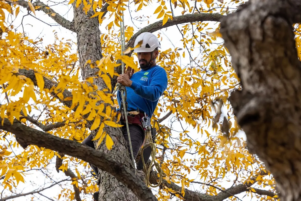 Skilled Tree Pruning crew working in Vacherie